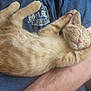 kitten, cat, sleeping, orange_tabby, person, arm, blue_shirt, logo, boot_hill, kansas, couch, indoor, relaxed, pet, feline, fur, paw, pink_nose, whiskers, nap