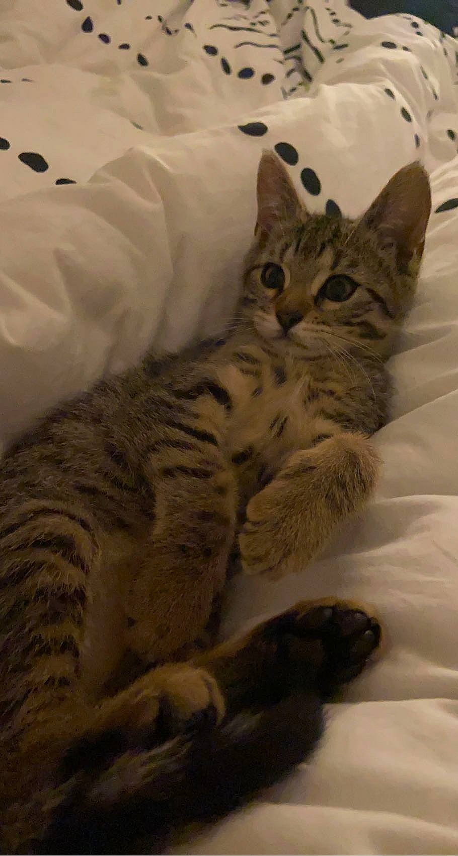 Tokyo participe au concours pour gagner de l'argent avec cette photo : bed, bedding, carnivore, cat, comfort, domestic_short_haired_cat, felidae, fur, paw, small_to_medium_sized_cats, snout, terrestrial_animal, whiskers, wildlife