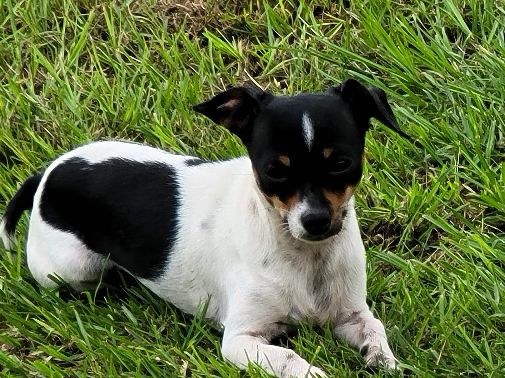 Peanut is registered to the contest to win money with this photo: art, canidae, carnivore, chilean_fox_terrier, companion_dog, dog, dog_breed, grass, plant, puppy, small_terrier, snout, sporting_group, terrestrial_animal, terrier, toy_dog, whiskers, working_animal, working_dog