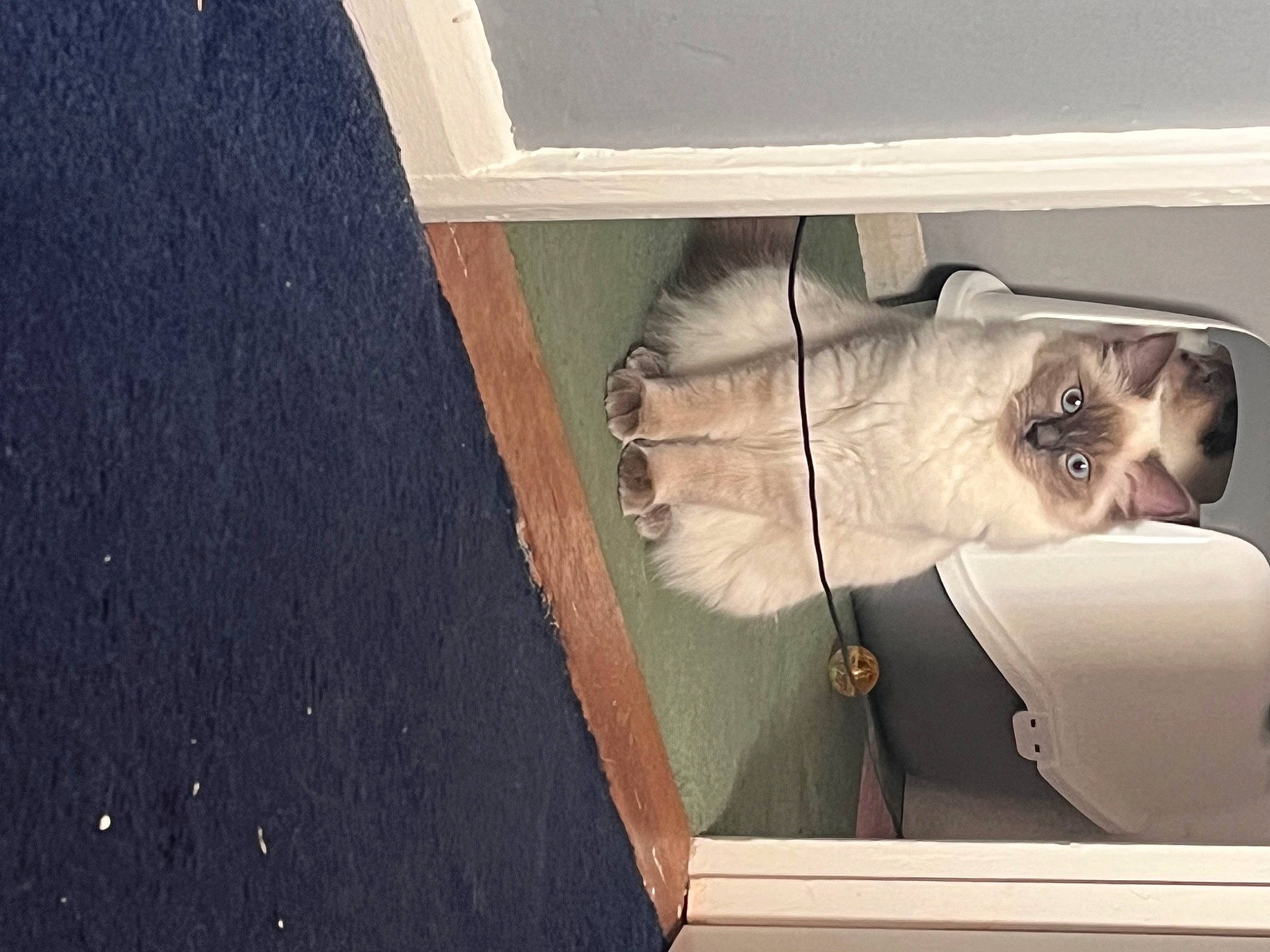 Madge joined the competition — help win amazing prizes! canidae, carnivore, cat, ceiling, companion_dog, domestic_short_haired_cat, eyewear, felidae, flooring, fur, glass, hardwood, plywood, room, small_to_medium_sized_cats, sporting_group, tail, vehicle_door, whiskers, wood