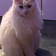 Tokyo a rejoint le concours — aidez-le/la à gagner de superbes lots ! angora, animal, cat, hardwood, indoors, kitten, manx, pet, siamese, white, wood