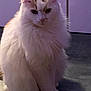 angora, animal, cat, hardwood, indoors, kitten, manx, pet, siamese, white, wood