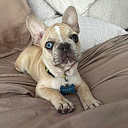 Baileys Irish Cream joined the competition — help win amazing prizes! animal, bed, bedding, blue_eyes, canine, collar, cute, dog, domestic_animal, ears, french_bulldog, fur, indoor, lying_down, paw, pet, pet_tag, puppy, resting, young