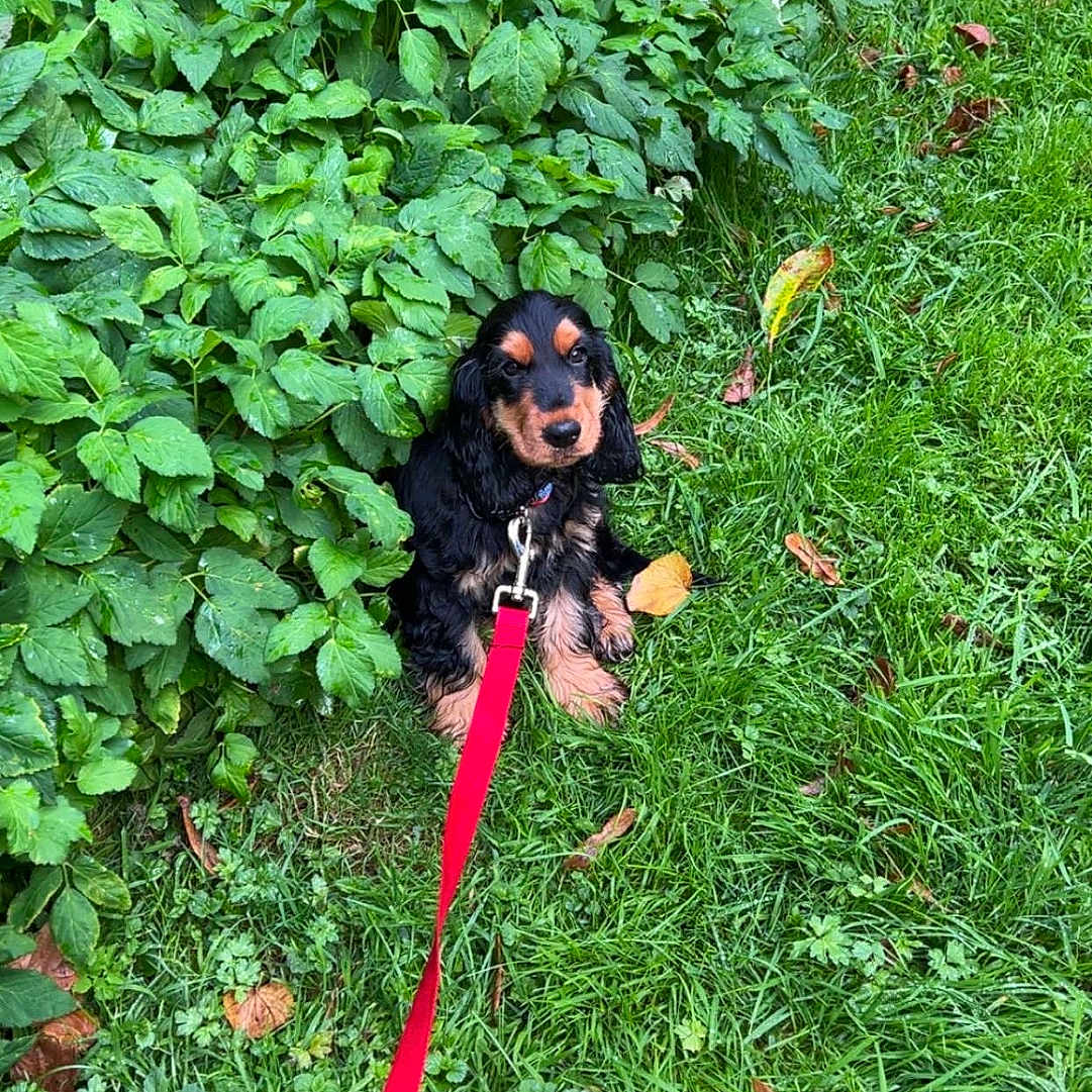 Athelstan a rejoint le concours — aidez-le/la à gagner de superbes lots ! accessories, animal, canine, dog, face, grass, green, head, herbal, herbs, leaf, nature, person, pet, photography, plant, portrait, puppy, strap, vegetation