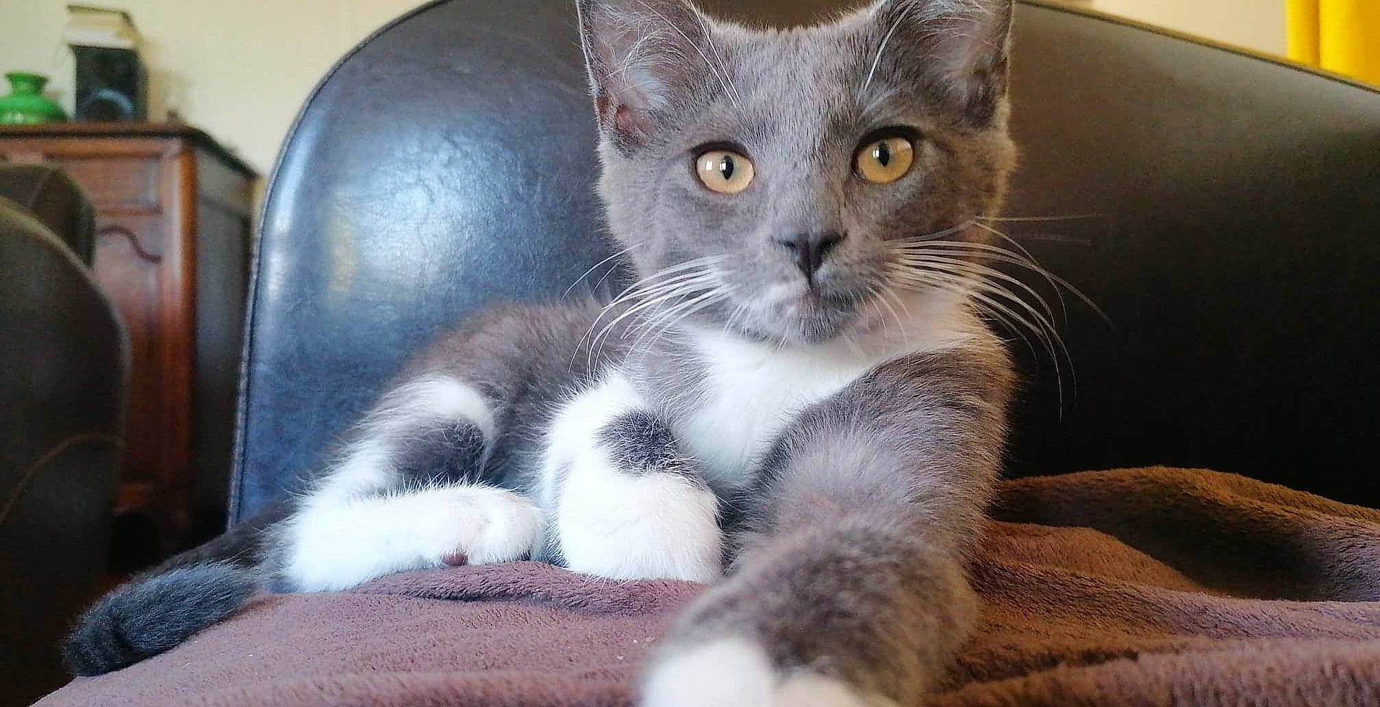 Boussa participe au concours pour gagner de l'argent avec cette photo : aegean_cat, american_wirehair, asian, australian_mist, carnivore, cat, domestic_short_haired_cat, european_shorthair, felidae, kitten, mammal, oriental_longhair, polydactyl_cat, small_to_medium_sized_cats, snout, vertebrate, whiskers