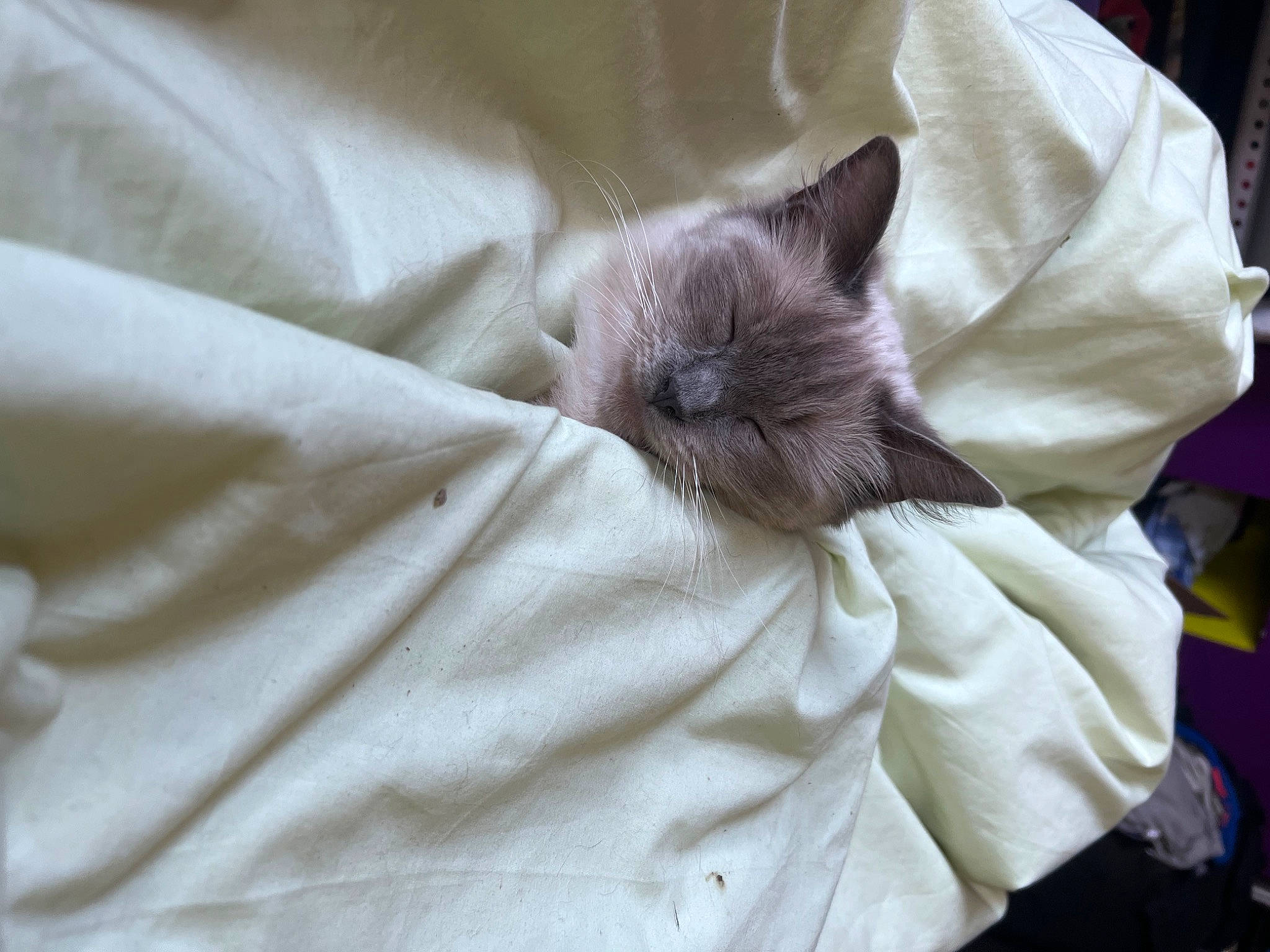 Annabelle is registered to the contest to win money with this photo: bed, bedding, birman, carnivore, cat, comfort, domestic_short_haired_cat, duvet, eye, fawn, felidae, fur, linens, nap, siamese, sleep, small_to_medium_sized_cats, snout, thai, whiskers