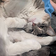 Flapjack joined the competition — help win amazing prizes! animal, blanket, cat, close_up, cozy, cute, domestic_animal, feline, fluffy, gray_fur, human_arm, indoor, paw, pet, relaxed, resting, sleeping, soft, whiskers, white_fur