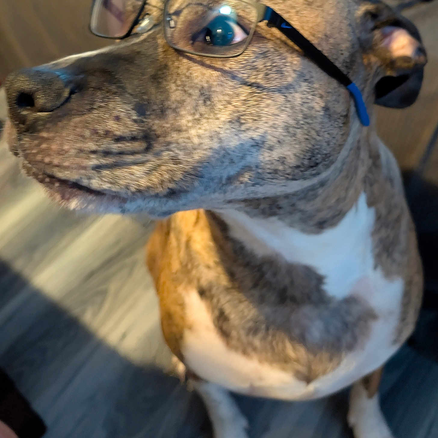 Habibi joined the competition — help win amazing prizes! accessories, animal, boxer, bulldog, canine, dog, glasses, goggles, hardwood, hound, leash, person, pet, pitbull, plywood, pointer, puppy, snout, strap, wood
