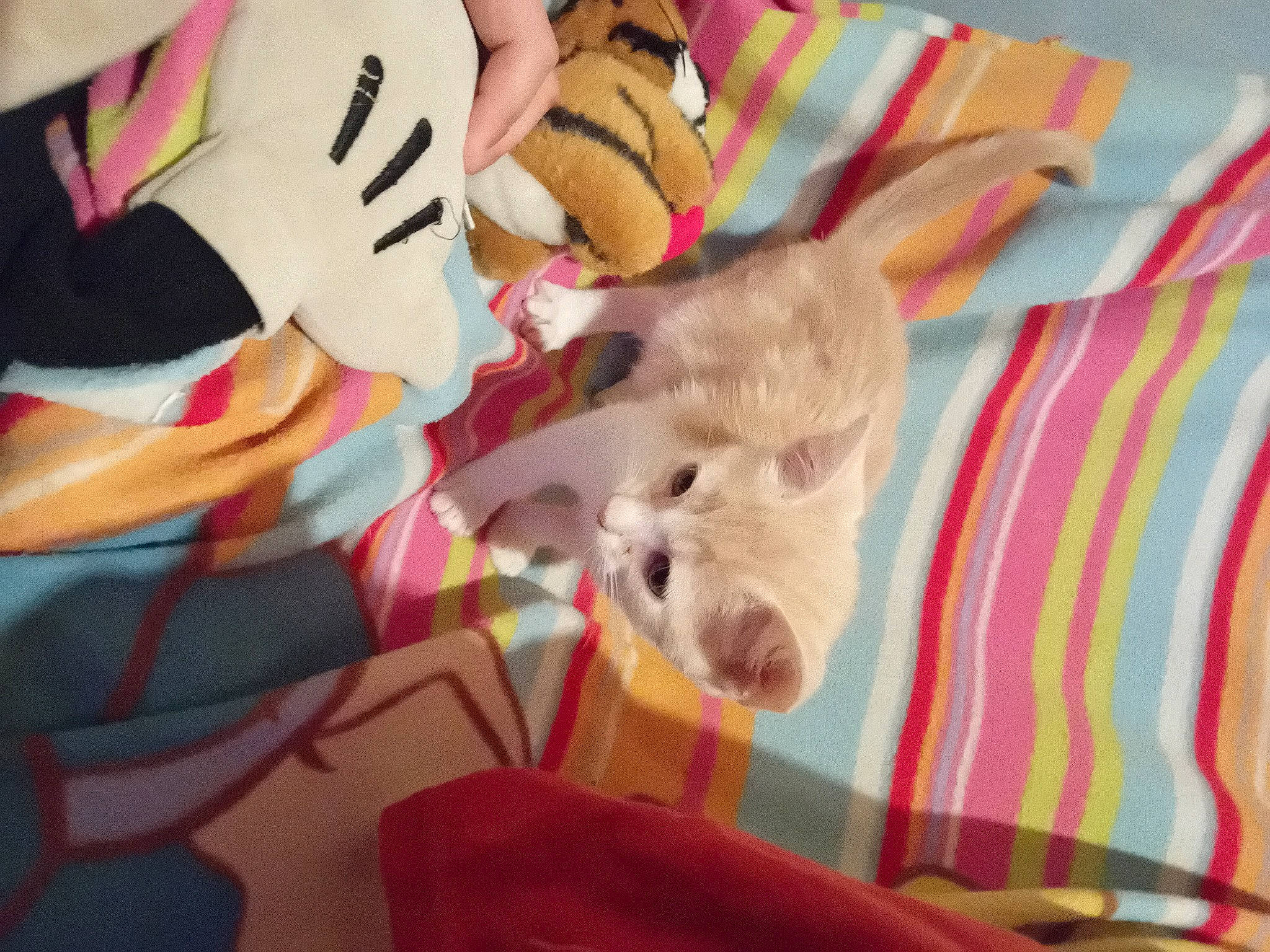 Arthur participe au concours pour gagner de l'argent avec cette photo : art, canidae, carmine, carnivore, companion_dog, dog, dog_breed, fawn, felidae, fur, linens, plush, small_to_medium_sized_cats, stuffed_toy, teddy_bear, textile, toy, toy_dog, visual_arts, working_animal