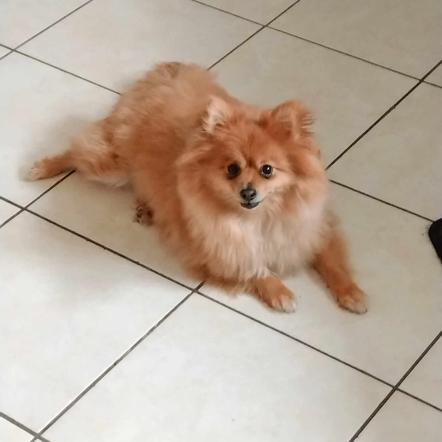 Simba