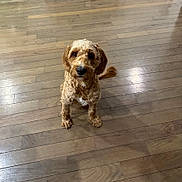 Teddy joined the competition — help win amazing prizes! dog, curly_fur, brown_dog, pet, indoor, wooden_floor, looking_up, animal, canine, cute, waiting, fur, companion, domestic_animal, floor, expression, sitting, young_dog, friendly, house