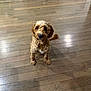 dog, curly_fur, brown_dog, pet, indoor, wooden_floor, looking_up, animal, canine, cute, waiting, fur, companion, domestic_animal, floor, expression, sitting, young_dog, friendly, house