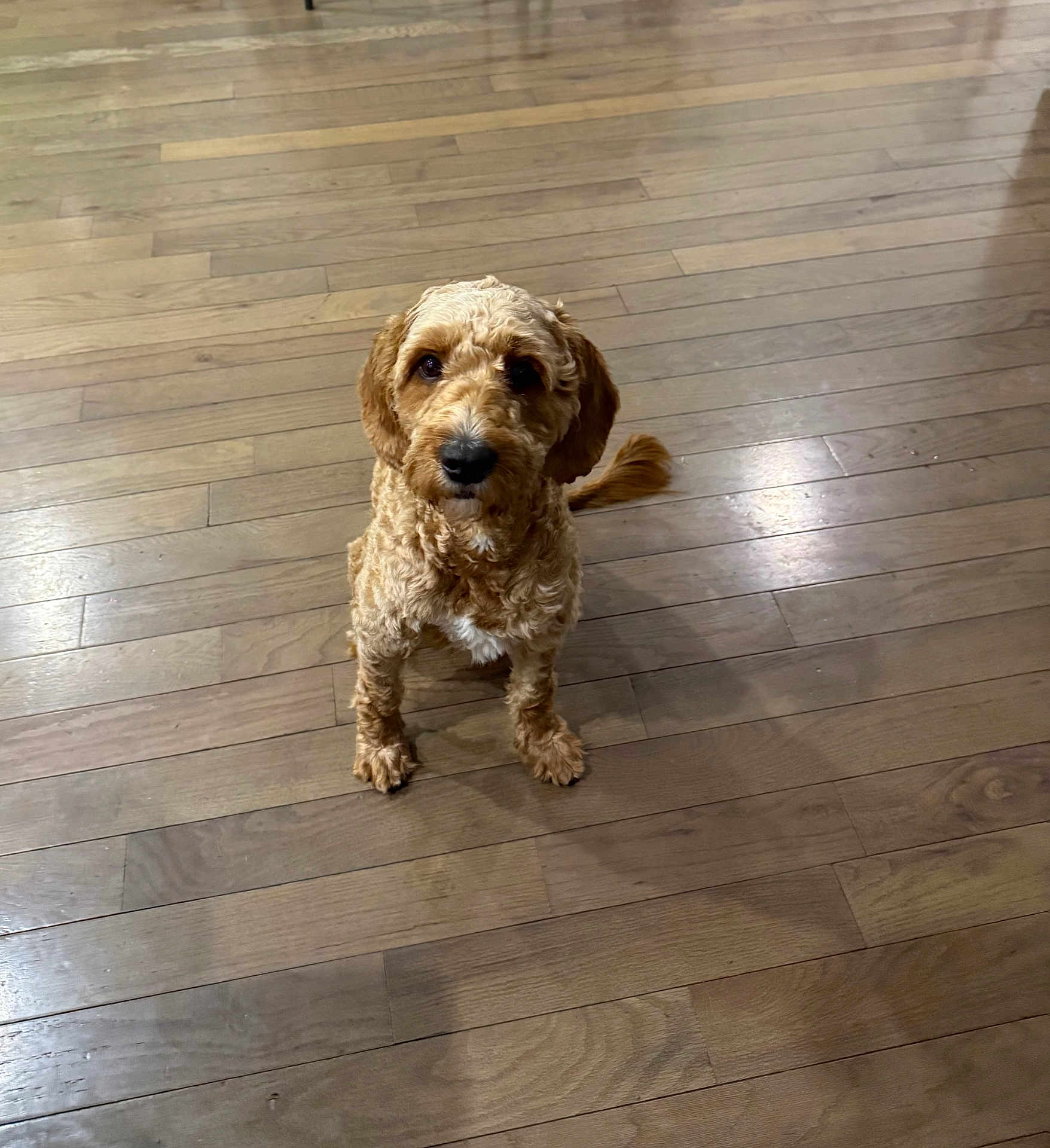 Teddy