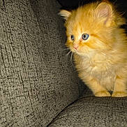 Mary Jane is registered to the contest to win money with this photo: animal, blue_eyes, cat, couch, curious, cute, feline, fluffy, fur, home, indoor, kitten, orange_cat, pet, side_view, sitting, small, texture, whiskers, young