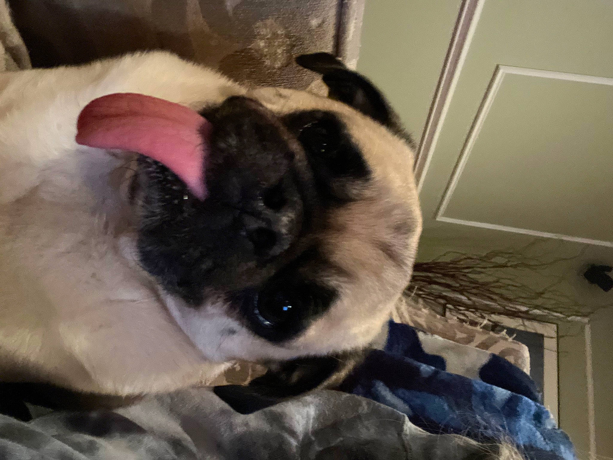 Brady joined the competition — help win amazing prizes! canidae, carnivore, cat, comfort, companion_dog, dog_breed, eye, fawn, felidae, fur, hair, head, nap, paw, small_to_medium_sized_cats, snout, sporting_group, tail, terrestrial_animal, whiskers