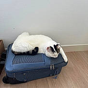Blanco participe au concours pour gagner de l'argent avec cette photo : animal, black_and_white_cat, blue_suitcase, cat, feline, fur, household_object, indoor, luggage, lying_down, paws, pet, portrait, relaxed, resting, sleeping, travel, wall, whiskers, wood_floor