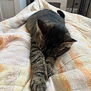 Vaina a rejoint le concours — aidez-le/la à gagner de superbes lots ! animal, bed, bedroom, blanket, cat, cozy, ears, fur, indoors, nap, paw, pet, quilt, relaxed, resting, sleeping, sleepy, stretching, tabby, whiskers