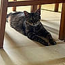 animal, cat, chairs, ears, feline, floor, furniture, green_eyes, indoor, lounging, lying_down, paws, pet, portrait, short_hair, staring, striped_fur, tabby_cat, tile, whiskers