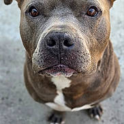 Smokey joined the competition — help win amazing prizes! dog, pit_bull, pet, animal, canine, portrait, looking_up, ears, fur, brown, white_markings, nose, whiskers, outdoor, concrete, close_up, expression, sitting, face, paw