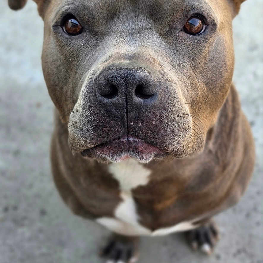 Smokey