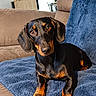 dog, dachshund, black_and_tan, pet, sitting, portrait, short_legs, long_body, floppy_ears, brown_eyes, indoor, living_room, sofa, blanket, blue_blanket, home, plant, framed_art, cozy, photography
