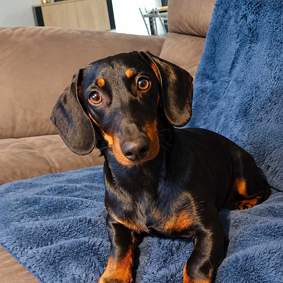 Bony a rejoint le concours — aidez-le/la à gagner de superbes lots ! dog, dachshund, black_and_tan, pet, sitting, portrait, short_legs, long_body, floppy_ears, brown_eyes, indoor, living_room, sofa, blanket, blue_blanket, home, plant, framed_art, cozy, photography