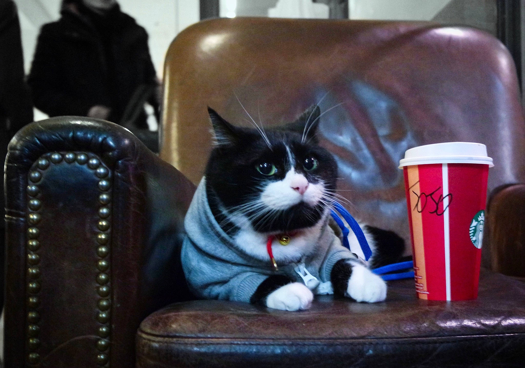 Jojo participe au concours pour gagner de l'argent avec cette photo : asian, carnivore, cat, domestic_short_haired_cat, drink, felidae, kitten, polydactyl_cat, small_to_medium_sized_cats, whiskers