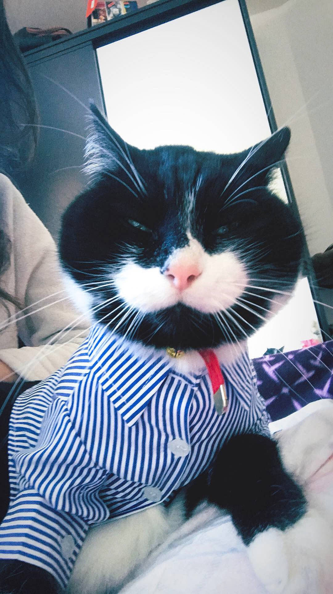 Jojo participe au concours pour gagner de l'argent avec cette photo : black_and_white, black_hair, carnivore, cat, domestic_short_haired_cat, felidae, fur, kitten, small_to_medium_sized_cats, snout, whiskers