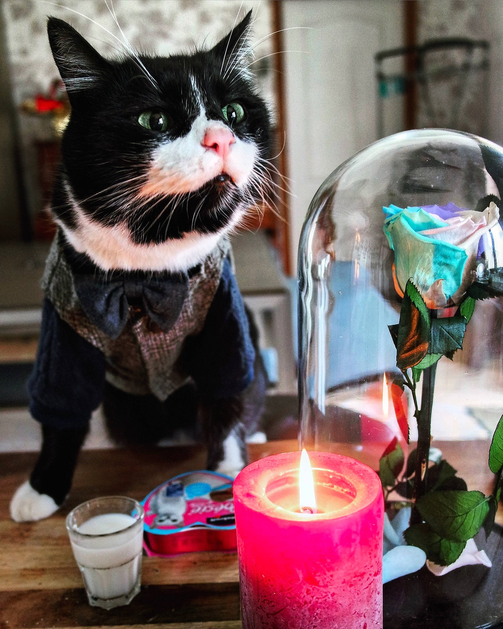 Jojo participe au concours pour gagner de l'argent avec cette photo : carnivore, cat, drink, felidae, small_to_medium_sized_cats, whiskers