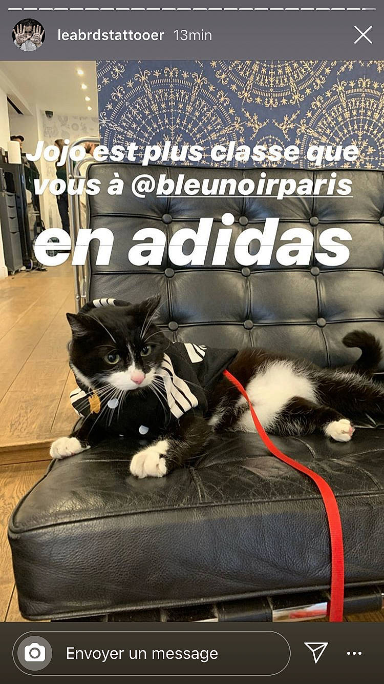 Jojo a rejoint le concours — aidez-le/la à gagner de superbes lots ! canidae, carnivore, cat, comfort, companion_dog, couch, felidae, furniture, kitten, photo_caption, small_to_medium_sized_cats, whiskers