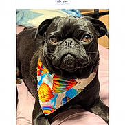 Oreo joined the competition — help win amazing prizes! dog, pug, black_dog, pet, bandana, colorful_bandana, hot_air_balloon_pattern, animal, portrait, lying_down, indoor, soft_surface, pink_background, cute, close_up, face, fur, whiskers, eyes, phone_screen