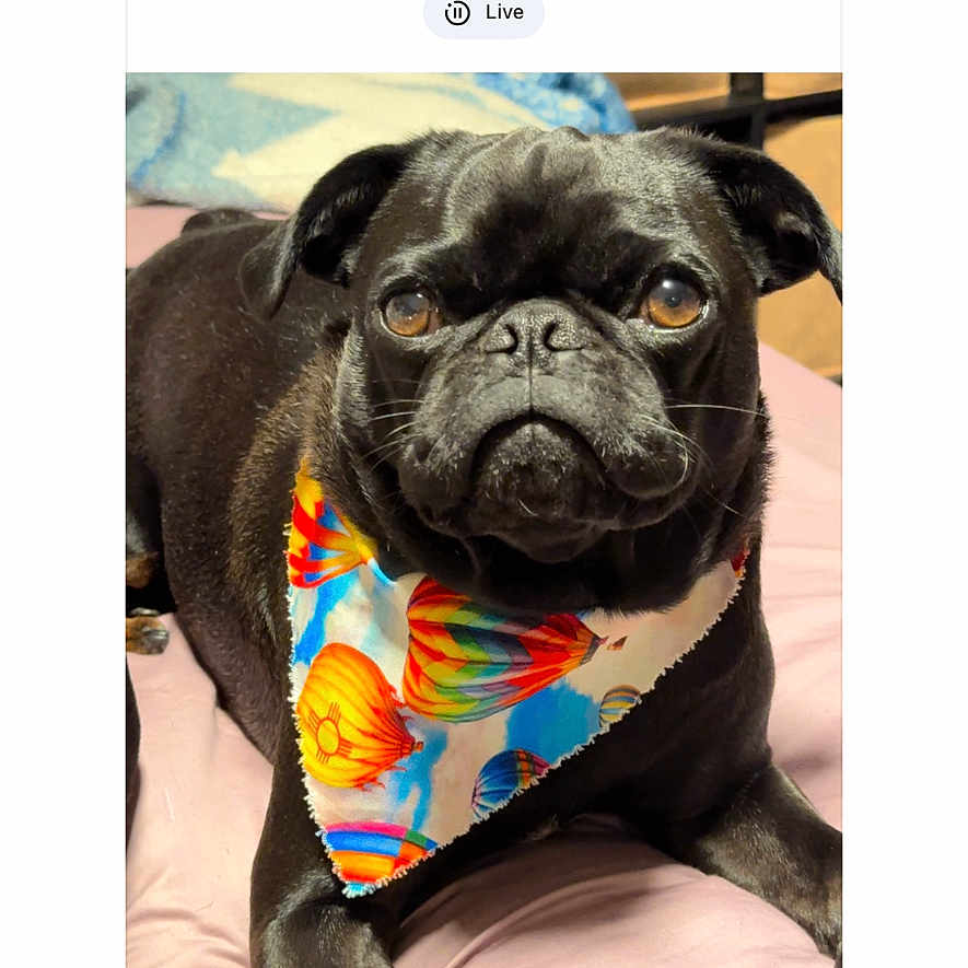 Oreo
