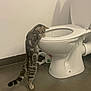cat, tabby_cat, toilet, bathroom, curious, standing, tiles, floor, indoor, pet, animal, white, plumbing, exploring, domestic, feline, tail, paw, wall, household
