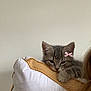 Flo a rejoint le concours — aidez-le/la à gagner de superbes lots ! kitten, cat, gray_tabby, pink_bow, pillow, white_pillow, gold_trim, paw, resting, sleepy, cozy, indoor, person_partial, hair, shoulder, cute, pet, animal, feline, home