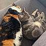 Flo a rejoint le concours — aidez-le/la à gagner de superbes lots ! cat, calico_cat, gray_tabby, feline, pet, animal, couch, furniture, indoor, resting, snuggling, sleeping, cozy, fur, whiskers, paw, relaxation, companion, domestic_animal, home