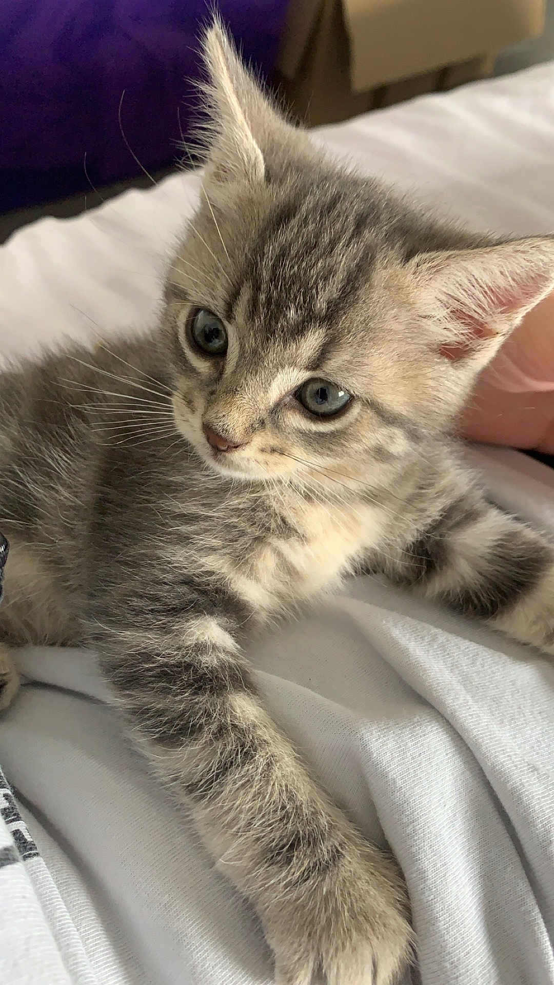 Flo a rejoint le concours — aidez-le/la à gagner de superbes lots ! kitten, cat, grey_tabby, fur, close_up, cute, pet, animal, whiskers, soft, indoor, resting, laying, young, small, domestic_cat, tabby, feline, curious, relaxed