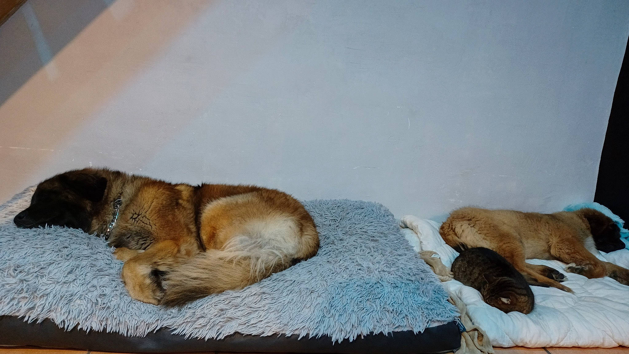 Jacqueline a rejoint le concours — aidez-le/la à gagner de superbes lots ! canidae, carnivore, claw, comfort, companion_dog, dog, dog_breed, fawn, felidae, flooring, fur, linens, liver, nap, paw, pet_supply, small_to_medium_sized_cats, sporting_group, tail, wood