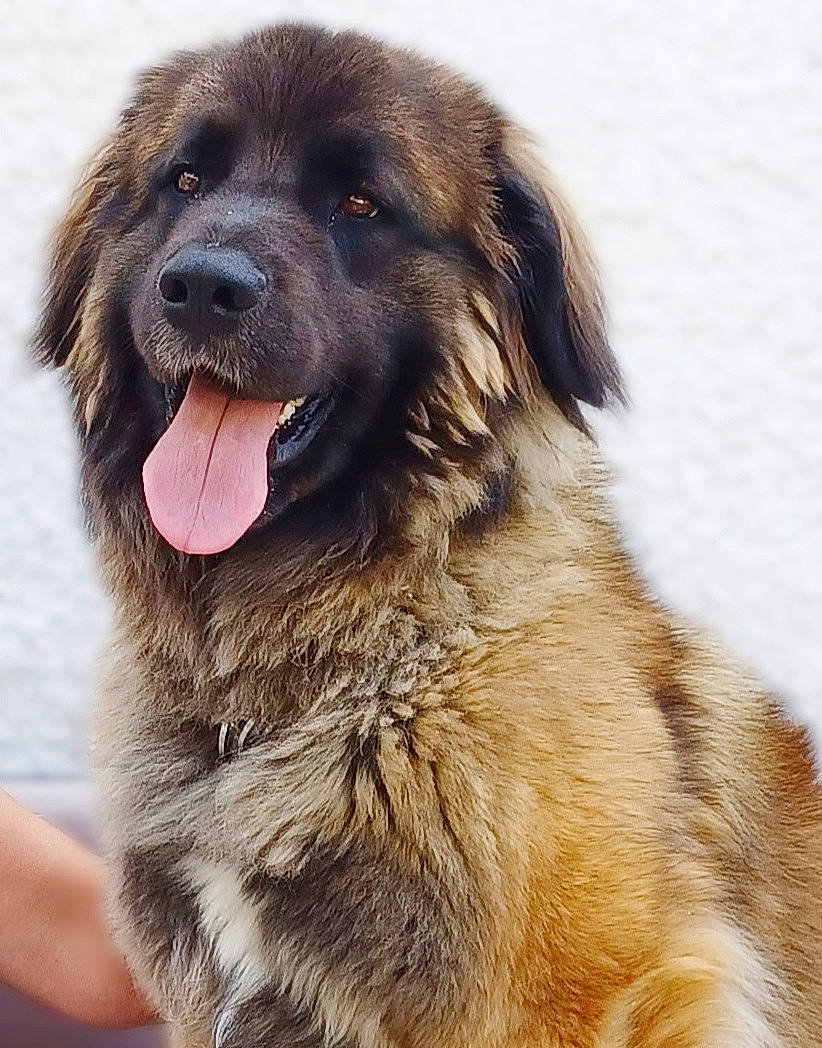 Souma participe au concours pour gagner de l'argent avec cette photo : carnivore, companion_dog, dog, dog_breed, event, fur, gun_dog, liver, snout, sporting_group, terrestrial_animal, working_dog