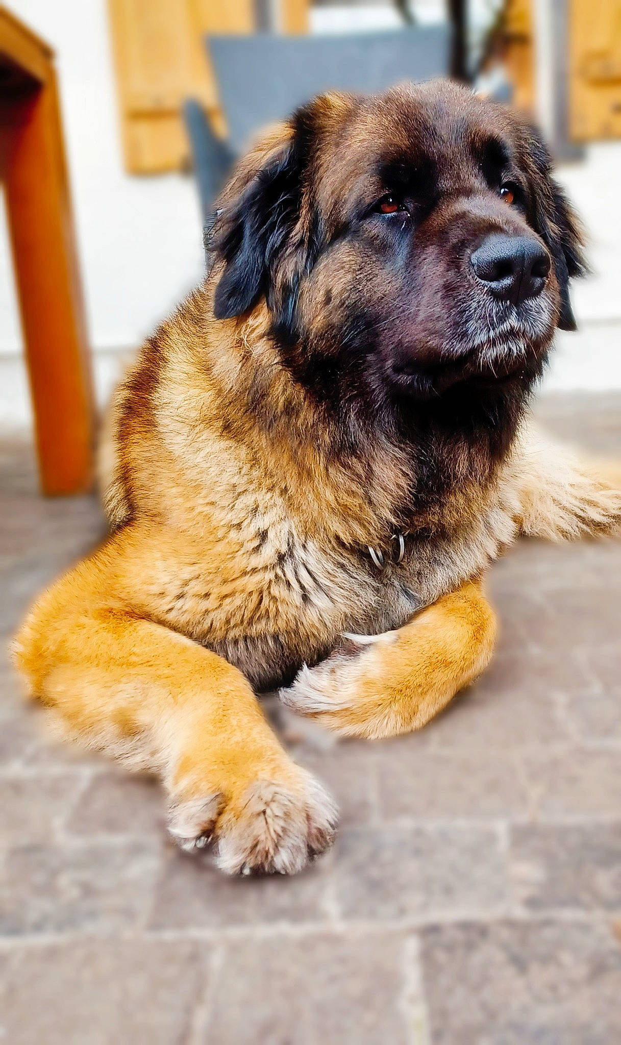 Souma participe au concours pour gagner de l'argent avec cette photo : ancient_dog_breeds, canidae, carnivore, collar, companion_dog, dog, dog_breed, dog_collar, fawn, firefighter, fur, gas, snout, sporting_group, terrestrial_animal, whiskers, working_animal, working_dog