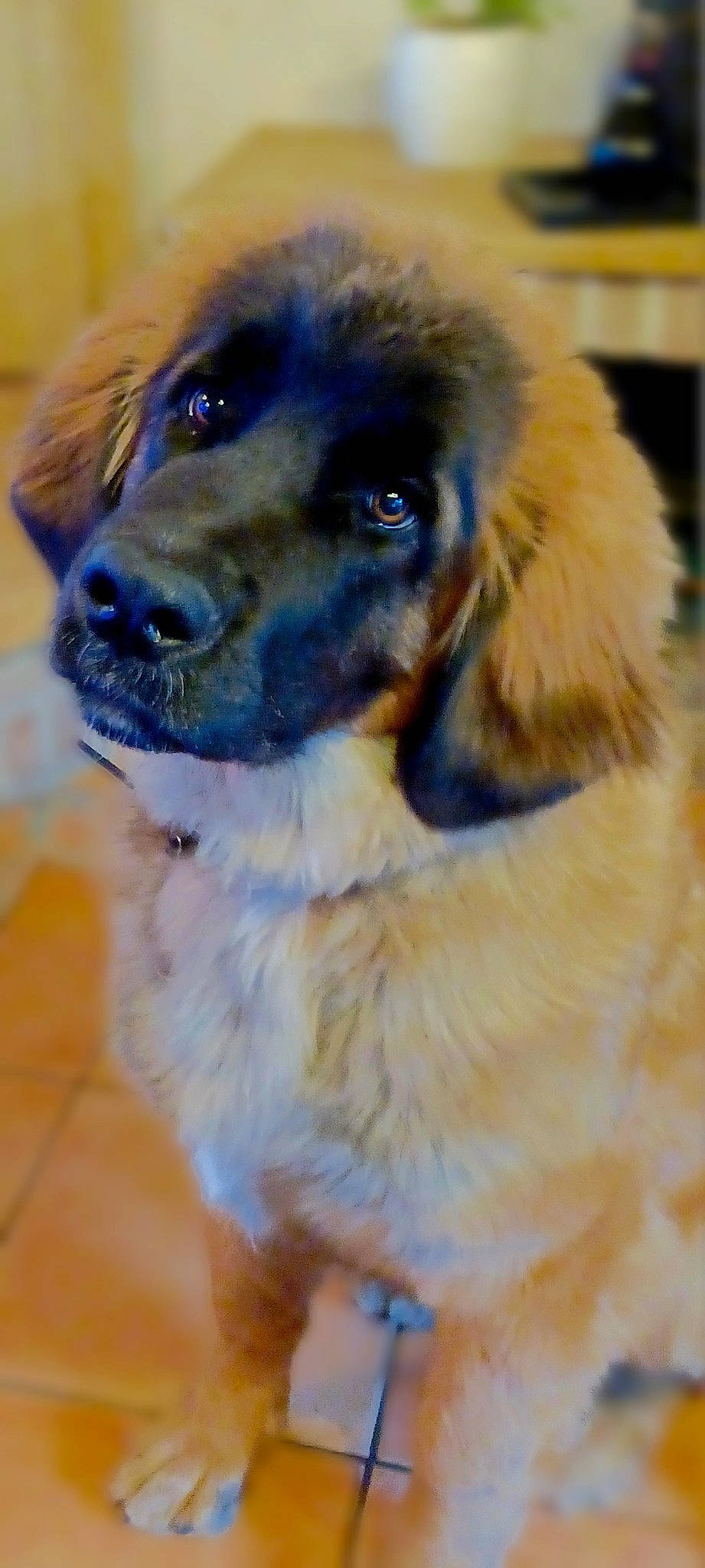 Yumi participe au concours pour gagner de l'argent avec cette photo : ancient_dog_breeds, canidae, carnivore, companion_dog, dog, dog_breed, electric_blue, fawn, fur, liver, snout, sporting_group, whiskers, working_dog