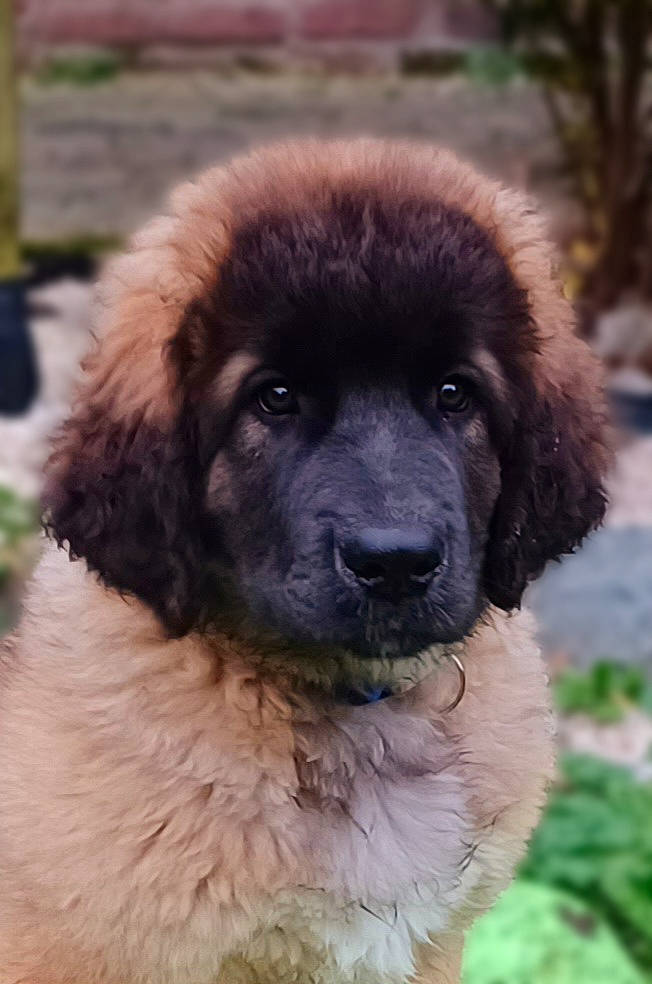 Yumi participe au concours pour gagner de l'argent avec cette photo : ancient_dog_breeds, canidae, carnivore, companion_dog, dog, dog_breed, fawn, fur, giant_dog_breed, grass, liver, plant, snout, sporting_group, terrestrial_animal, tibetan_mastiff, working_animal, working_dog