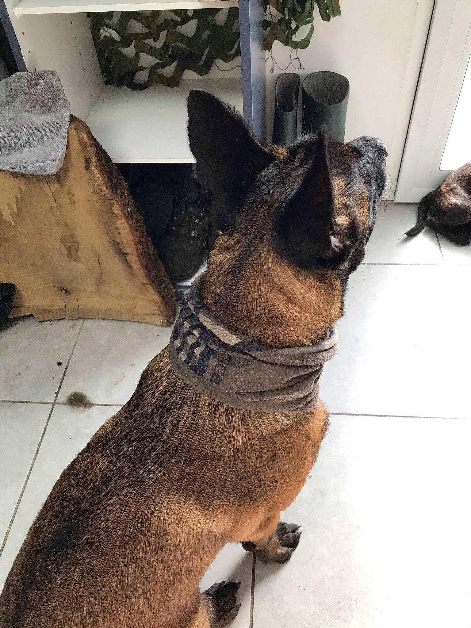 Ranger participe au concours pour gagner de l'argent avec cette photo : belgian_shepherd, belgian_shepherd_malinois, canidae, carnivore, dog, dog_breed, dutch_shepherd_dog, fawn, german_shepherd_dog, mammal, snout