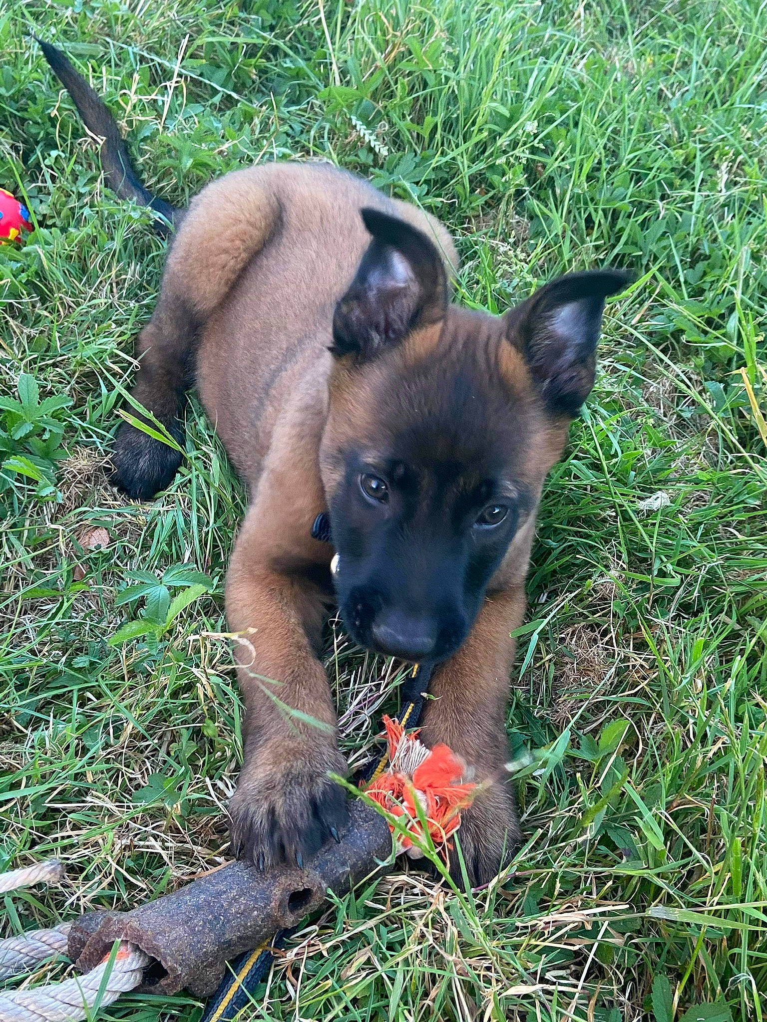 Ranger participe au concours pour gagner de l'argent avec cette photo : belgian_shepherd, belgian_shepherd_malinois, canidae, carnivore, dog, dog_breed, fawn, german_shepherd_dog, grass, herding_dog, mammal, plant, puppy, rare_breed_dog, snout, vertebrate, working_dog