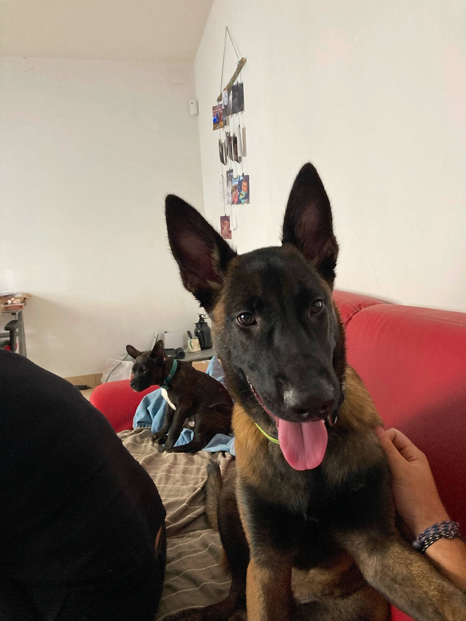 Ranger a rejoint le concours — aidez-le/la à gagner de superbes lots ! australian_kelpie, belgian_shepherd_malinois, canidae, carnivore, dog, dog_breed, dutch_shepherd_dog, ear, fawn, formosan_mountain_dog, mammal, rare_breed_dog, snout, vertebrate