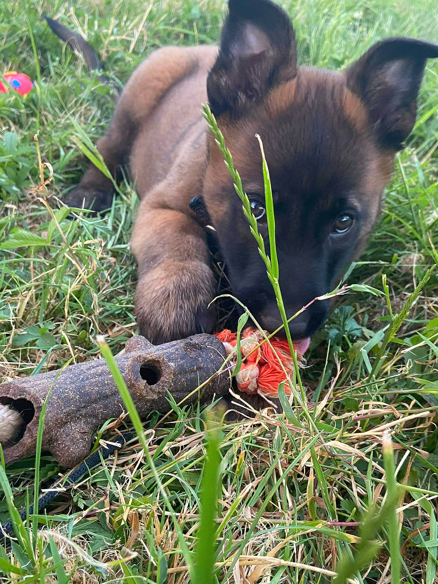 Ranger participe au concours pour gagner de l'argent avec cette photo : canidae, carnivore, dog, dog_breed, fawn, formosan_mountain_dog, grass, mammal, plant, snout, vertebrate