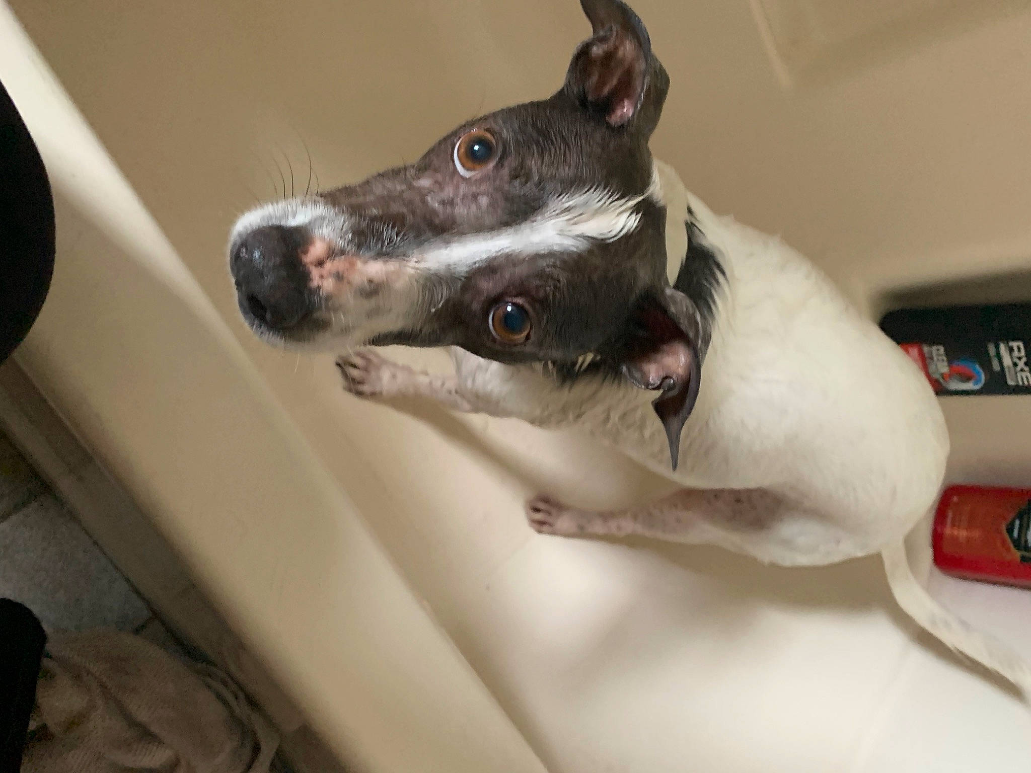 Axle is registered to the contest to win money with this photo: canidae, carnivore, collar, comfort, companion_dog, dog, dog_breed, dog_collar, fang, fawn, jaw, paw, rampur_greyhound, snout, sporting_group, vehicle, vehicle_door, whiskers, windshield, working_animal