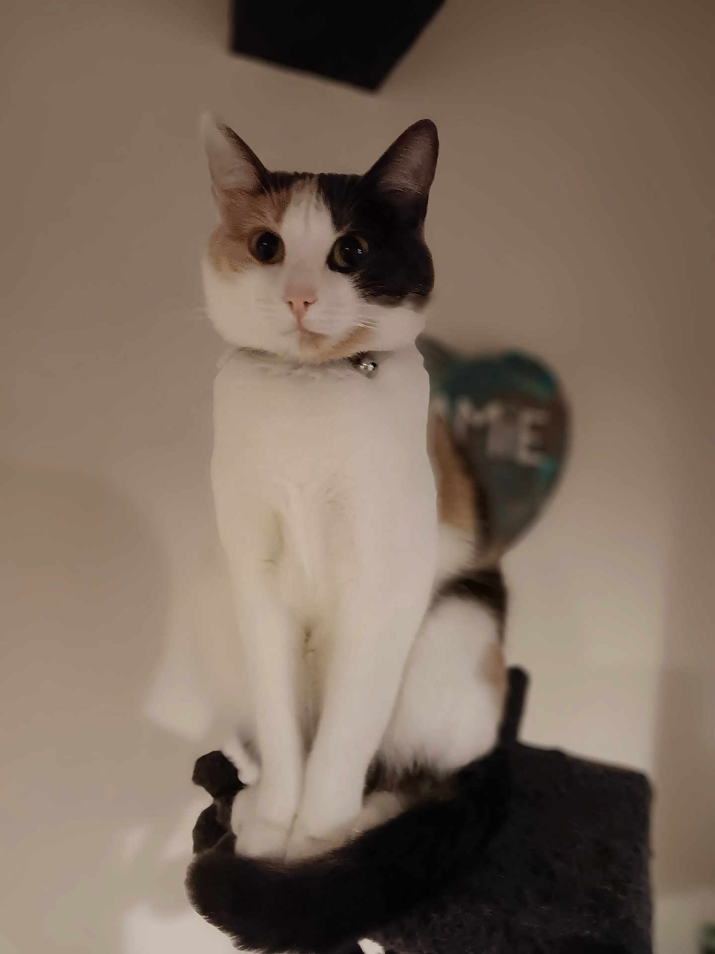 Uma
