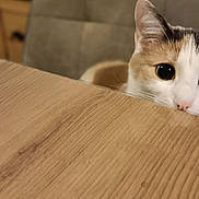 Uma participe au concours pour gagner de l'argent avec cette photo : cat, curious, peeking, table, wooden, chair, indoor, pet, feline, closeup, animal, whiskers, ears, eye, domestic, household, cozy, background_blur, fur, nose