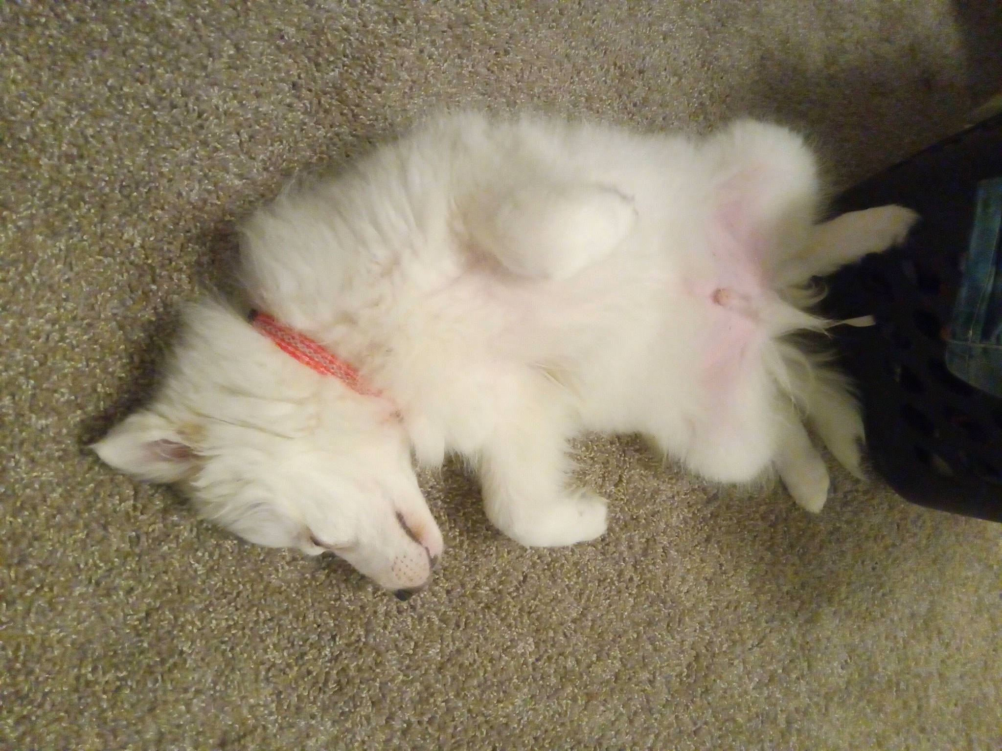 Tydus joined the competition — help win amazing prizes! canidae, carnivore, cat, claw, companion_dog, dog_breed, ear, fawn, felidae, fur, paw, small_to_medium_sized_cats, snout, sporting_group, tail, terrestrial_animal, whiskers