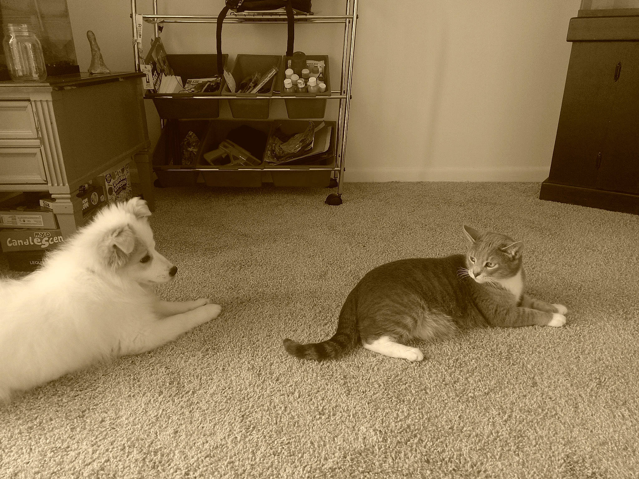 Tydus is registered to the contest to win money with this photo: carnivore, cat, comfort, companion_dog, dog_breed, fawn, felidae, flooring, fur, grey, mammal, monochrome, monochrome_photography, small_to_medium_sized_cats, snout, style, tail, vertebrate, whiskers, white